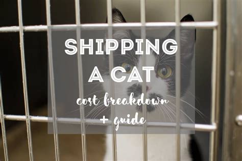 cost to ship a cat